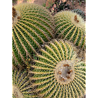 Sheilam Cactus Garden image